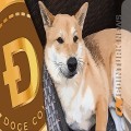 Dogecoin (DOGE) Bulls Start a Rally After a Dip: Analyzing the Metrics