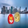 Shiba Inu Sees Turbulence as Burn Rate Falls and Mysterious Transfer Stirs Market