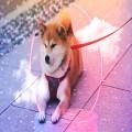 Shiba Inu Soars as Token Burn Rate Surges Over 3400%
