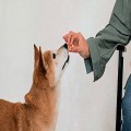Shiba Inu Defies Economic Forces With Dramatic Supply Impact