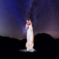 Shiba Inu Navigates Critical Price Zone