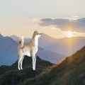 Analyze Shiba Inu Price Movements and Market Dynamics